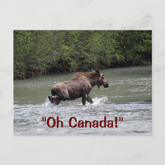 Canadian Moose Wildlife Animal Postcard (Front)