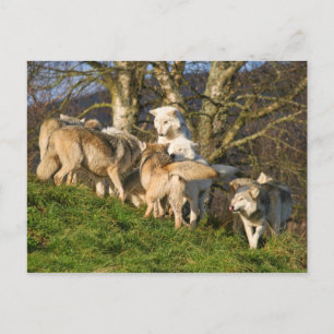 Canadian Timber Wolf Postcard