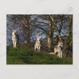 Canadian Timber Wolf Postcard