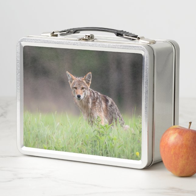 Canadian Wildlife: Brown Coyote Photography Metal Lunch Box (In Situ)