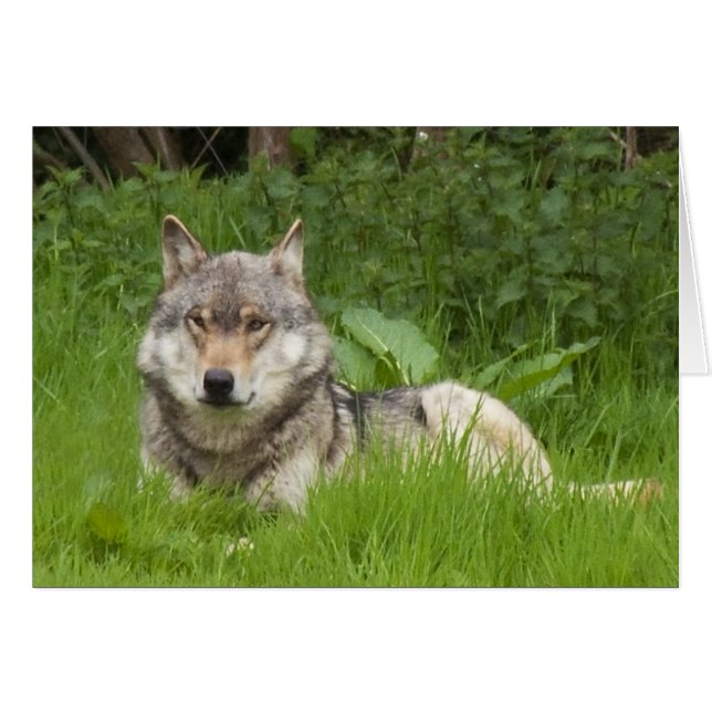 Canadian Wolf (Front Horizontal)