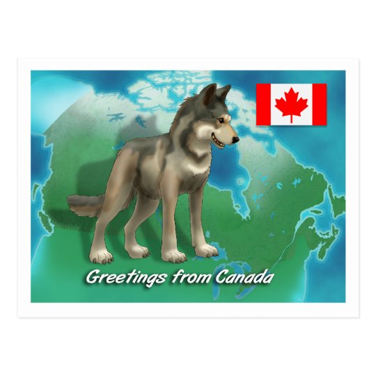 Canadian Wolf Postcard