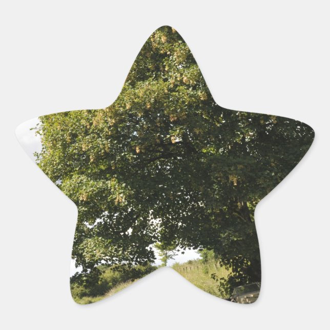 Canal Boats Star Sticker (Front)