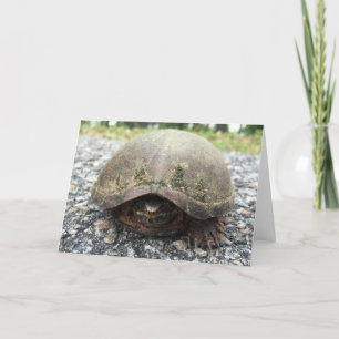 canal turtle greeting card