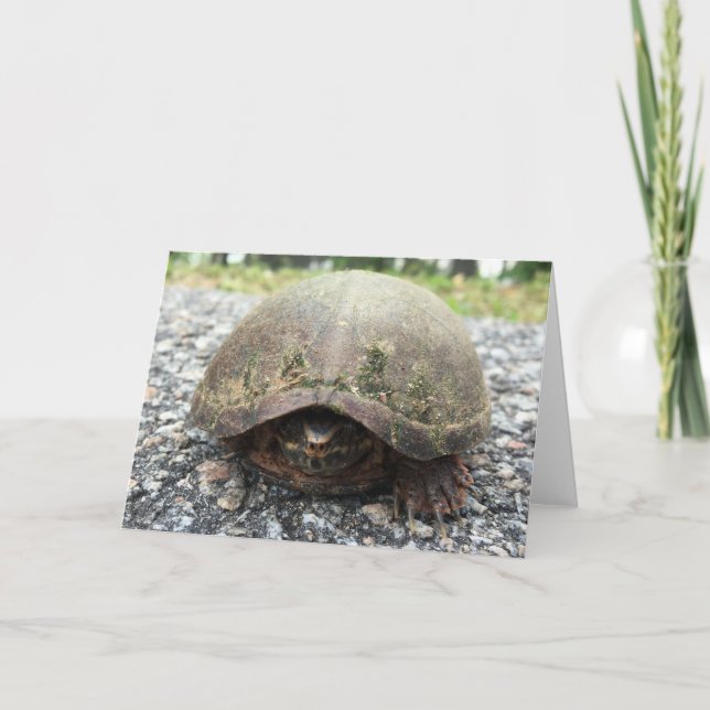 canal turtle greeting card (Front)