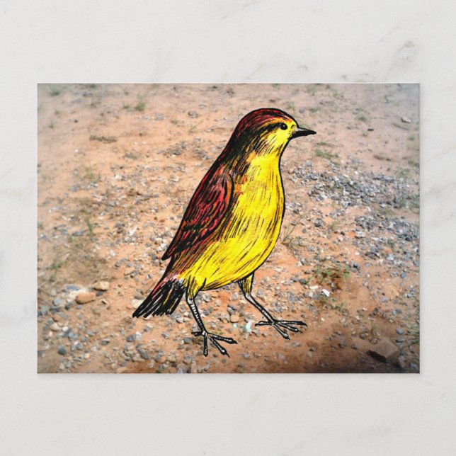 Canary Bird Postcard (Front)