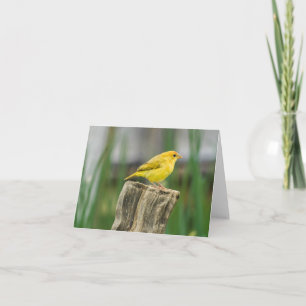 Canary Card