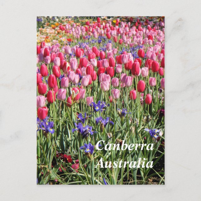 Canberra Australia postcard (Front)