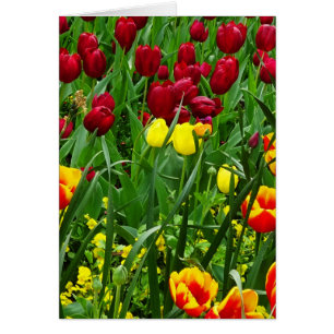 Canberra Tulips