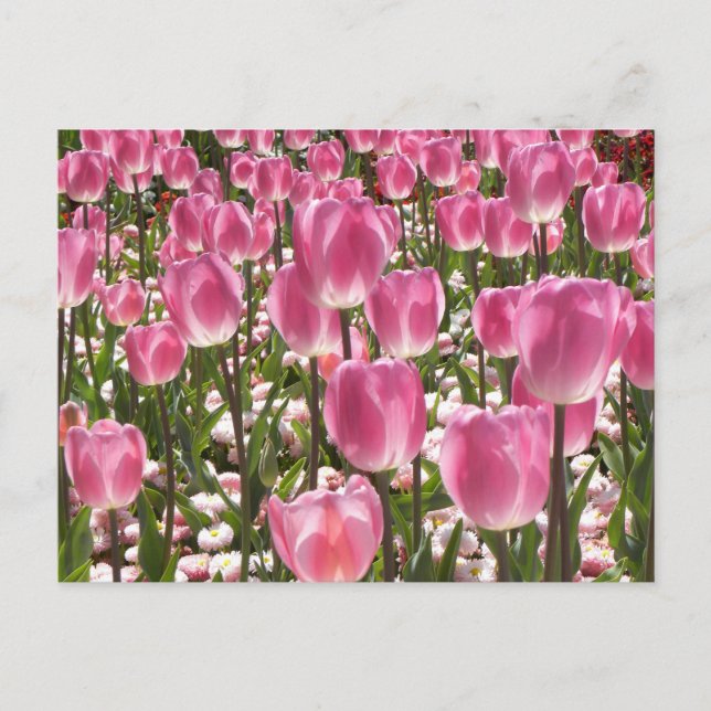Canberra Tulips Postcard (Front)