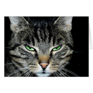 Cancer is Tough but You're Tougher Angry Cat