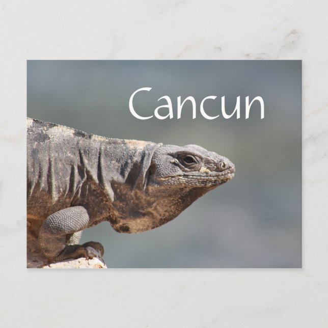 Cancun Mexico Iguana Postcard (Front)
