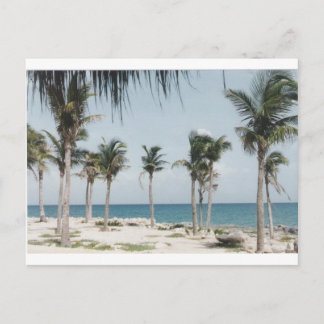 Cancun Palms Postcard