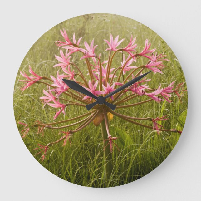 Candelabra Flower (Brunsvigia Radulosa) Large Clock (Front)