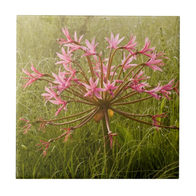 Candelabra Flower (Brunsvigia Radulosa) Tile (Front)