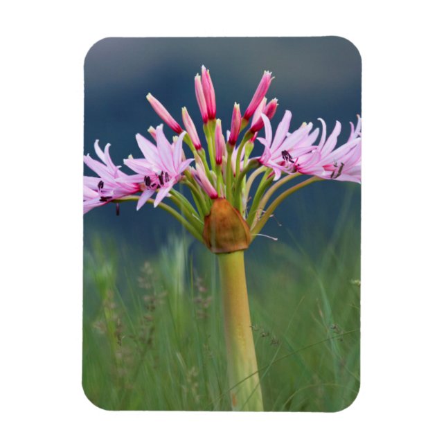 Candelabra Flower (Brunsvigia Radulosa), Umgeni Magnet (Vertical)