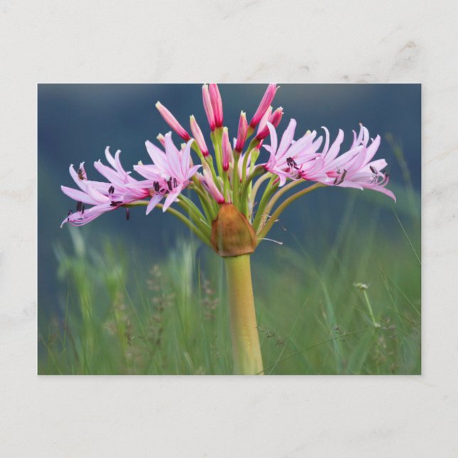 Candelabra Flower (Brunsvigia Radulosa), Umgeni Postcard (Front)