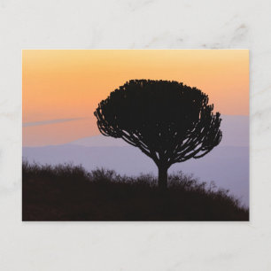 Candelabra Tree silhouetted at sunrise, Postcard