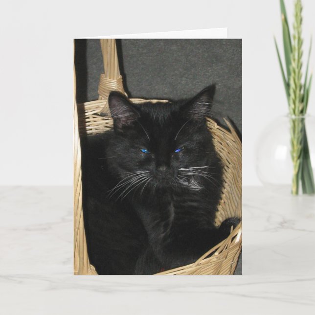Candid Kittens Greeting Card (Front)
