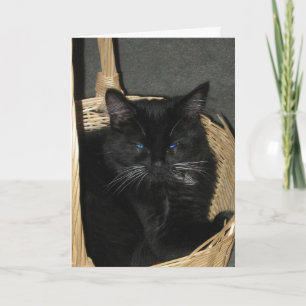 Candid Kittens Greeting Card