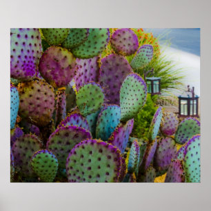 Candy Cactus Poster