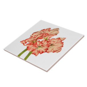 Candy Cane Lilies on Ceramic Tile
