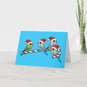 Candy Cane Santa Budgies Holiday Card
