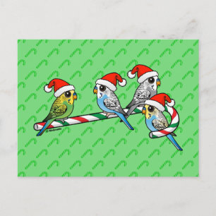 Candy Cane Santa Budgies Holiday Postcard