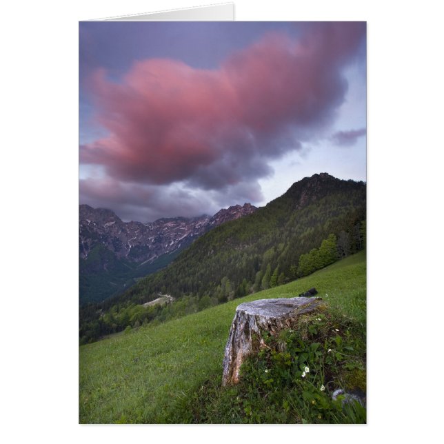 Candy Floss Cloud (Front)