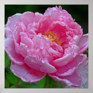 " CANDY PINK PEONY"(PHOTOG) POSTER