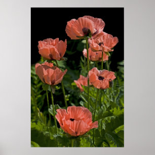 Candy Pops Print