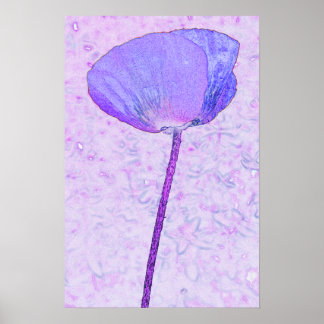 Candy purple poppy ...poster poster