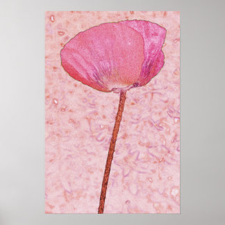Candy red poppy ...poster poster