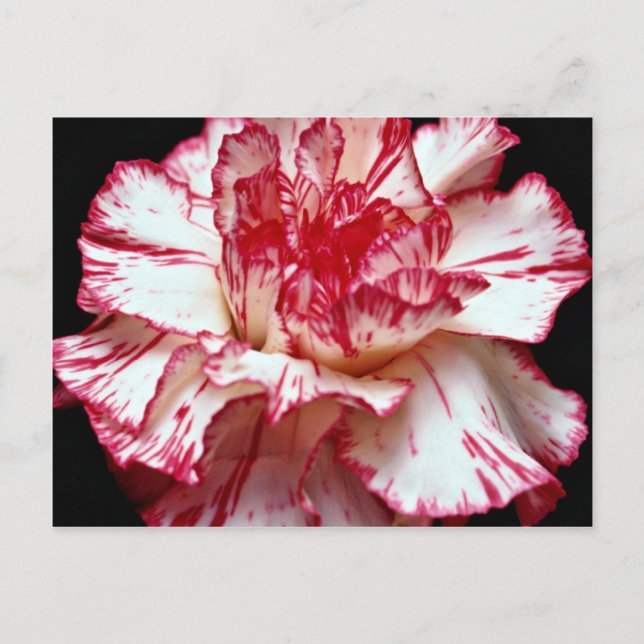 Candy-striped carnation  flowers postcard (Front)