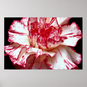 Candy-striped carnation  flowers poster