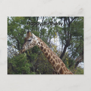 Candy The  Giraffe, Birthday Postcard