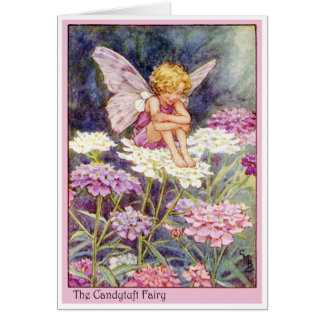 Candytuft Fairy