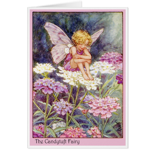 Candytuft Fairy (Front)