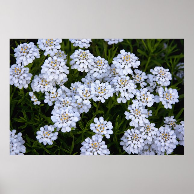 CANDYTUFT PLANT POSTER (Front)