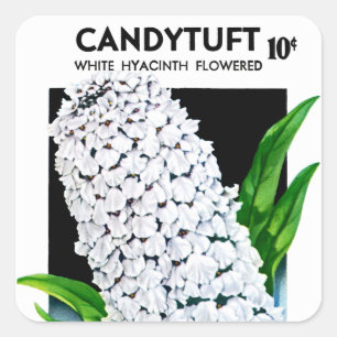 Candytuft Seed Packet Label