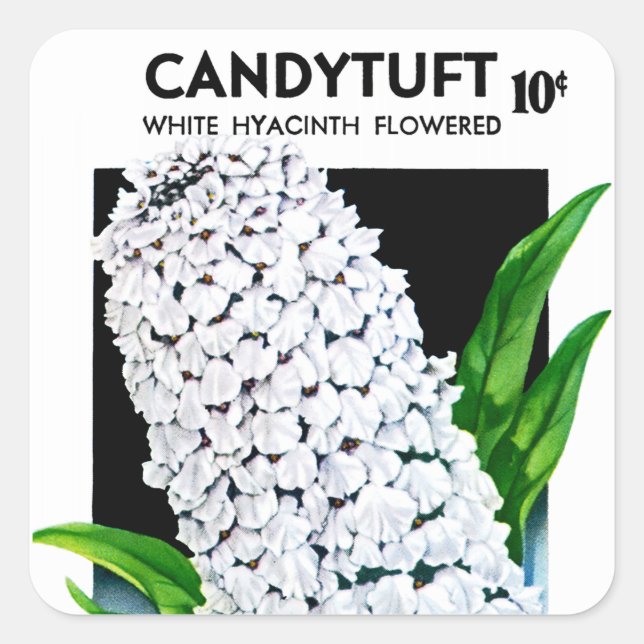Candytuft Seed Packet Label (Front)