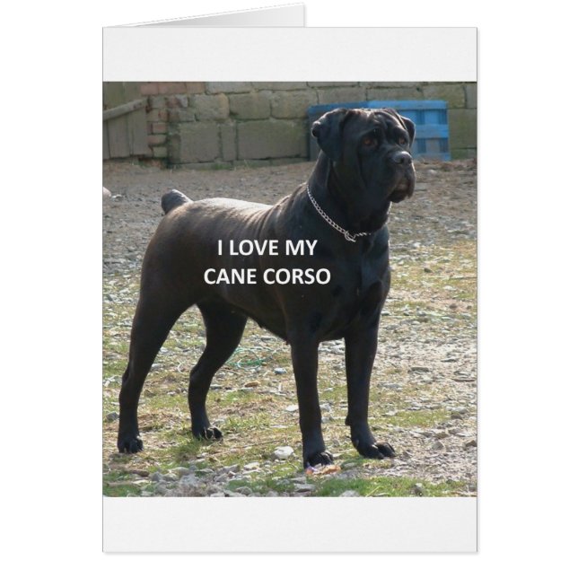 cane corso black love w pic (Front)