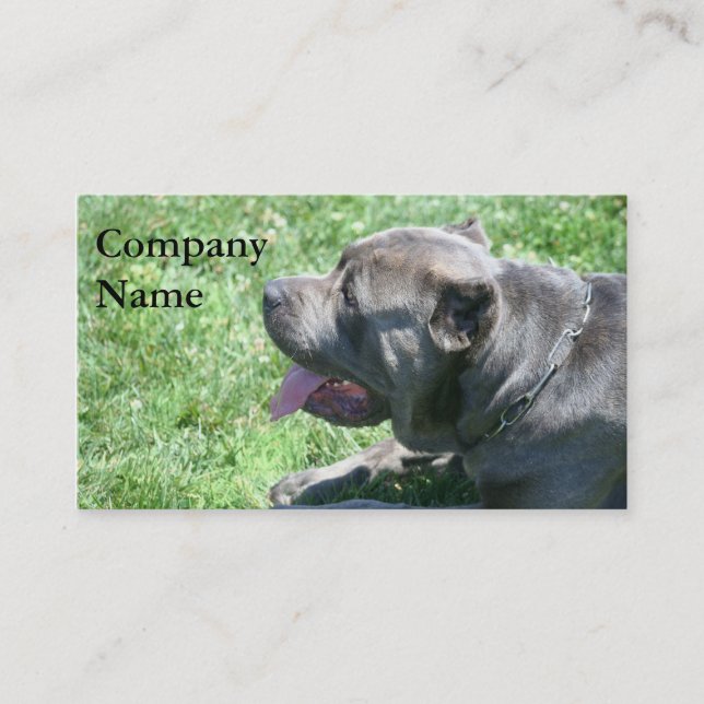 Cane Corso Business Cards (Front)
