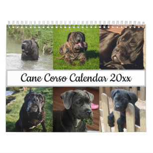 Cane Corso Calendar