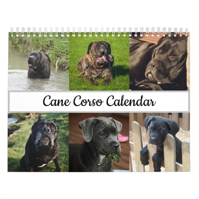 Cane Corso Calendar (Cover)