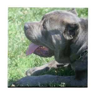 Cane Corso Ceramic Tile