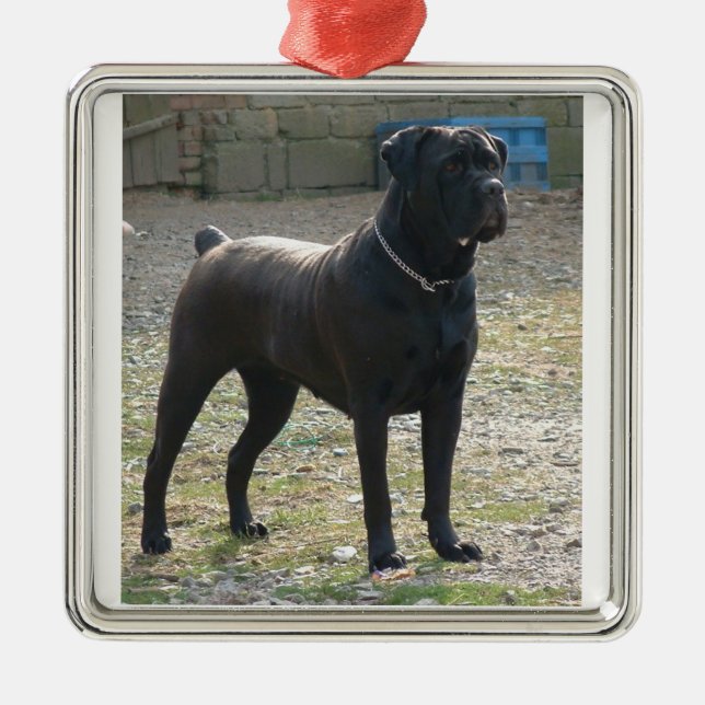 cane corso full.png metal tree decoration (Front)