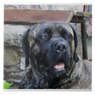cane corso grey brindle tile