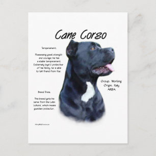Cane Corso History Design Postcard