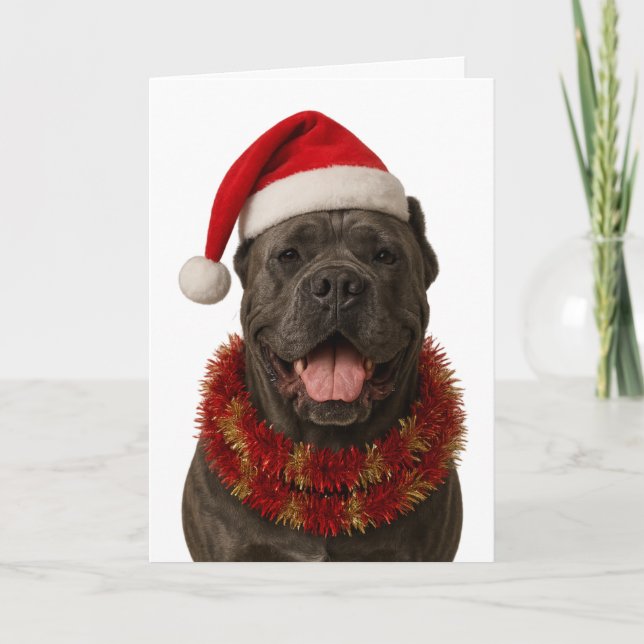 Cane Corso in a Santa hat Christmas card (Front)